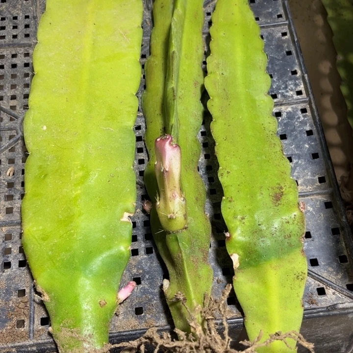 当前无花栽培后可以开花927