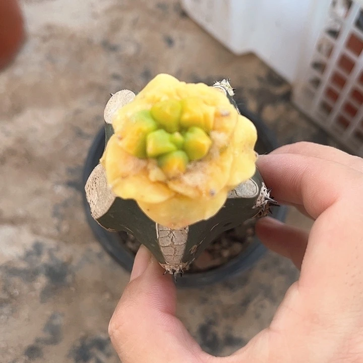 6号仙人球仙人球仙人球