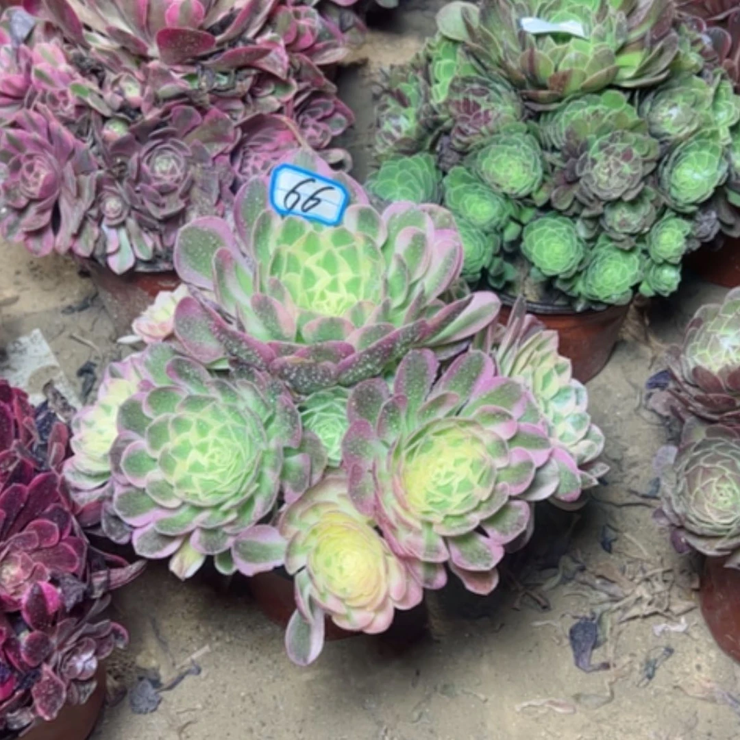 【闪购商品】多肉植物海王粉体66