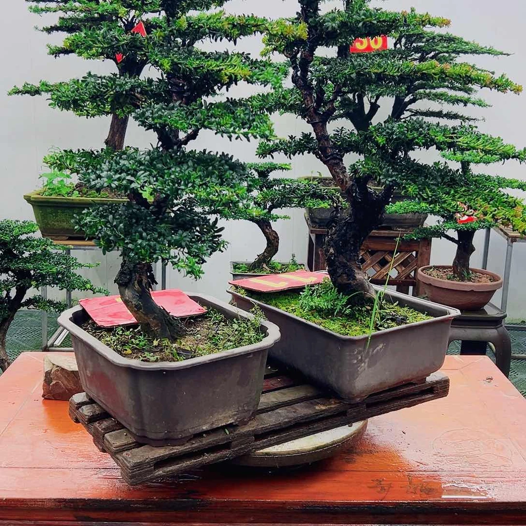 不开花植物罗汉松
