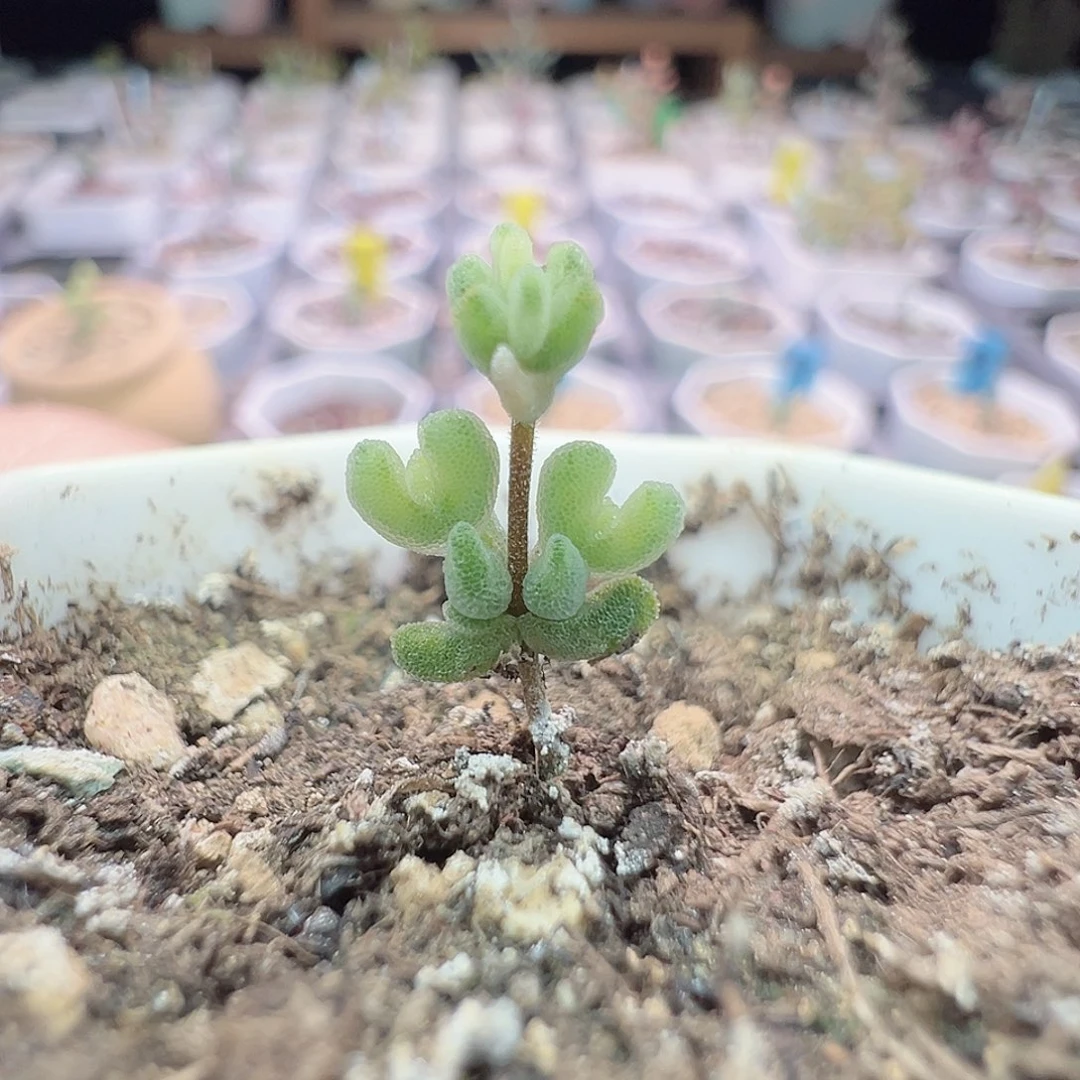 尺寸小，2520月曲（带锦）拍下不退不换