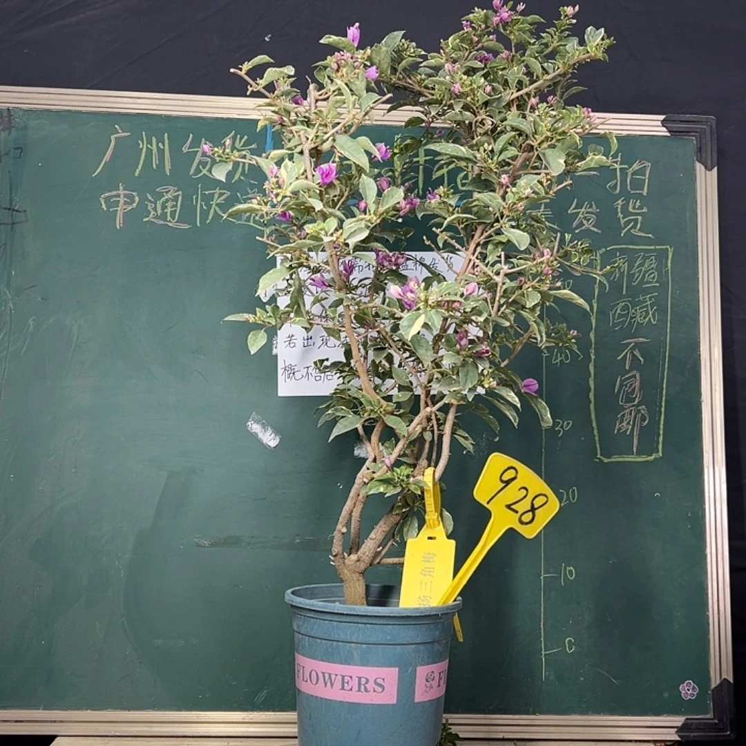 完全开放80cm 冰淇淋 原生树头 928