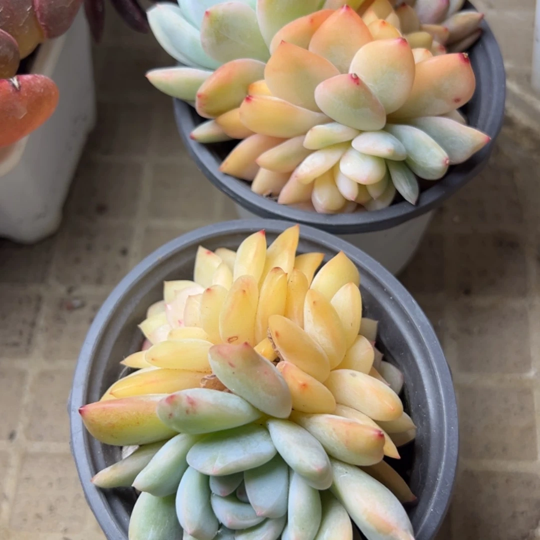 【闪购商品】橙梦露锦多肉29.8