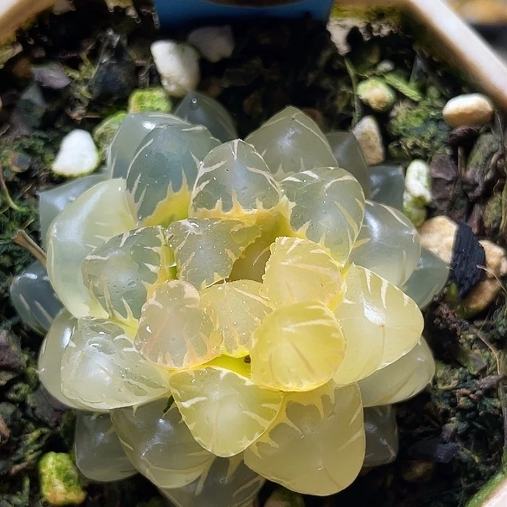 668水中月锦特选福利