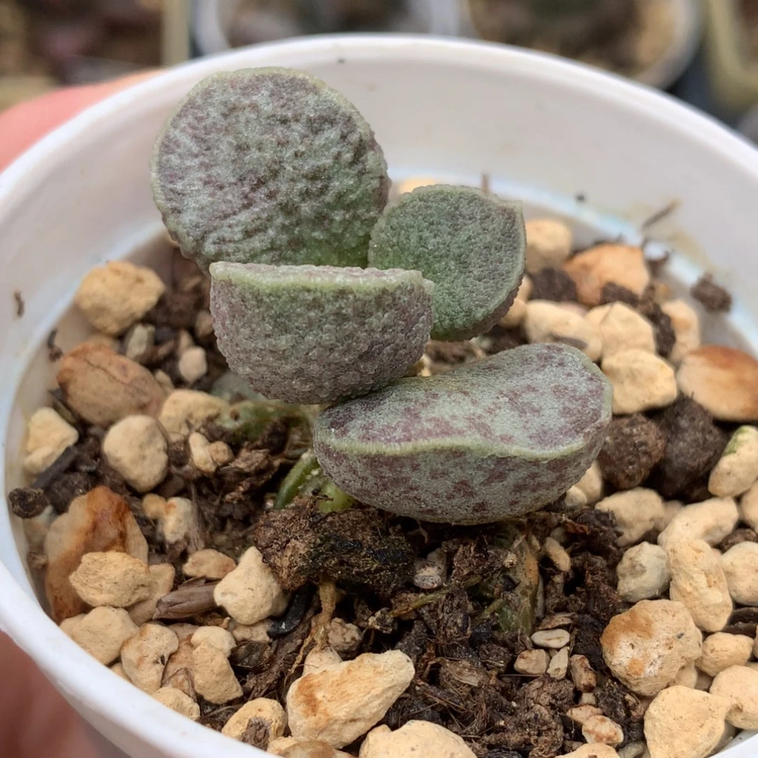 实生新品水泡 花斑冰晶花蛋