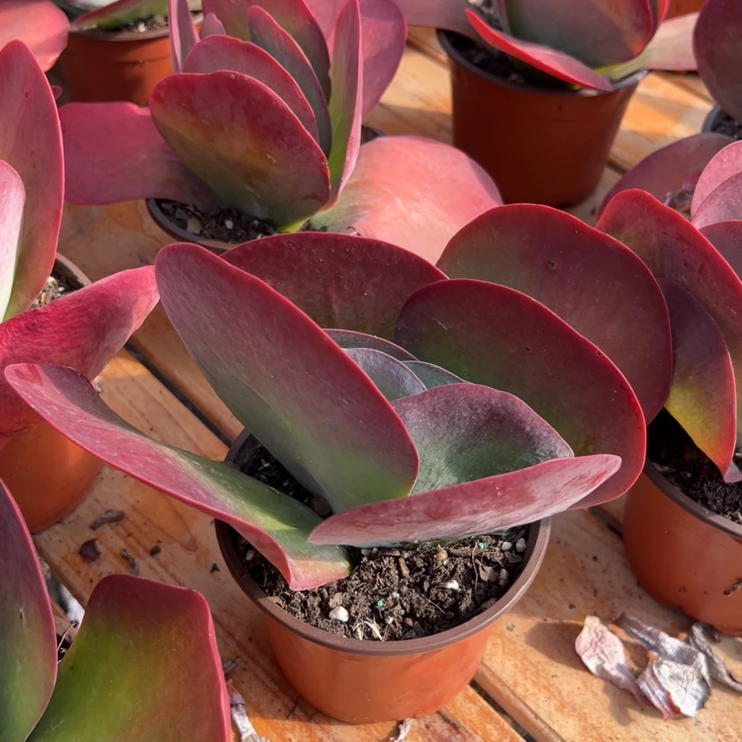 多肉单头小唐印【满18包邮】