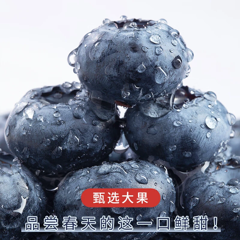 【昼夜温差30度】东北丹东花香蓝莓黑土地种植 清晨现摘含盒100g/盒