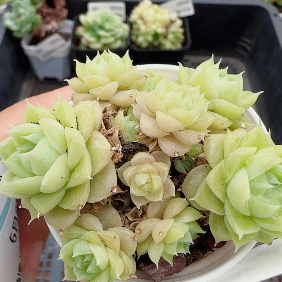 花语逸镜0608-88散