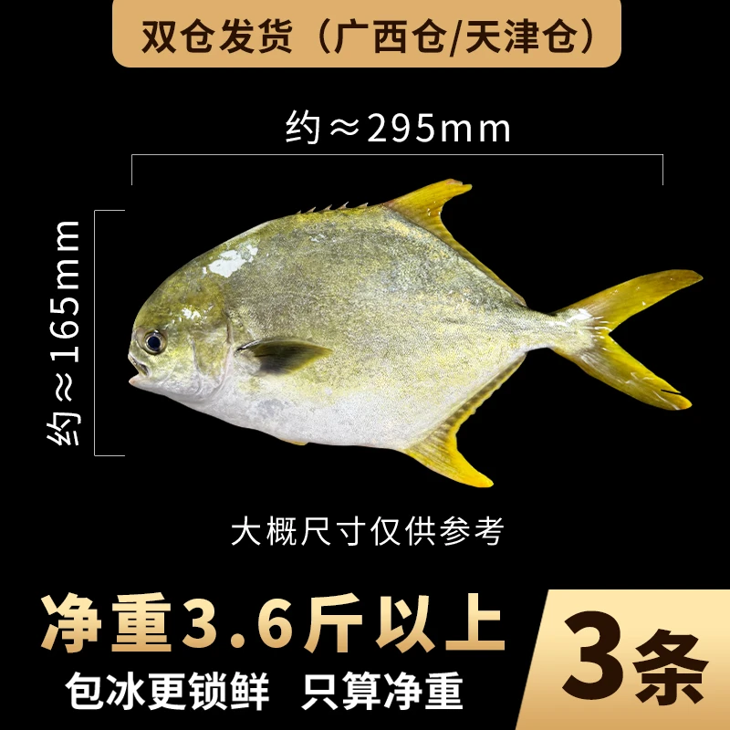 正宗金鲳鱼3条3.6斤以上北部湾深海原产地新鲜海捕金鲳鱼活鱼速冻