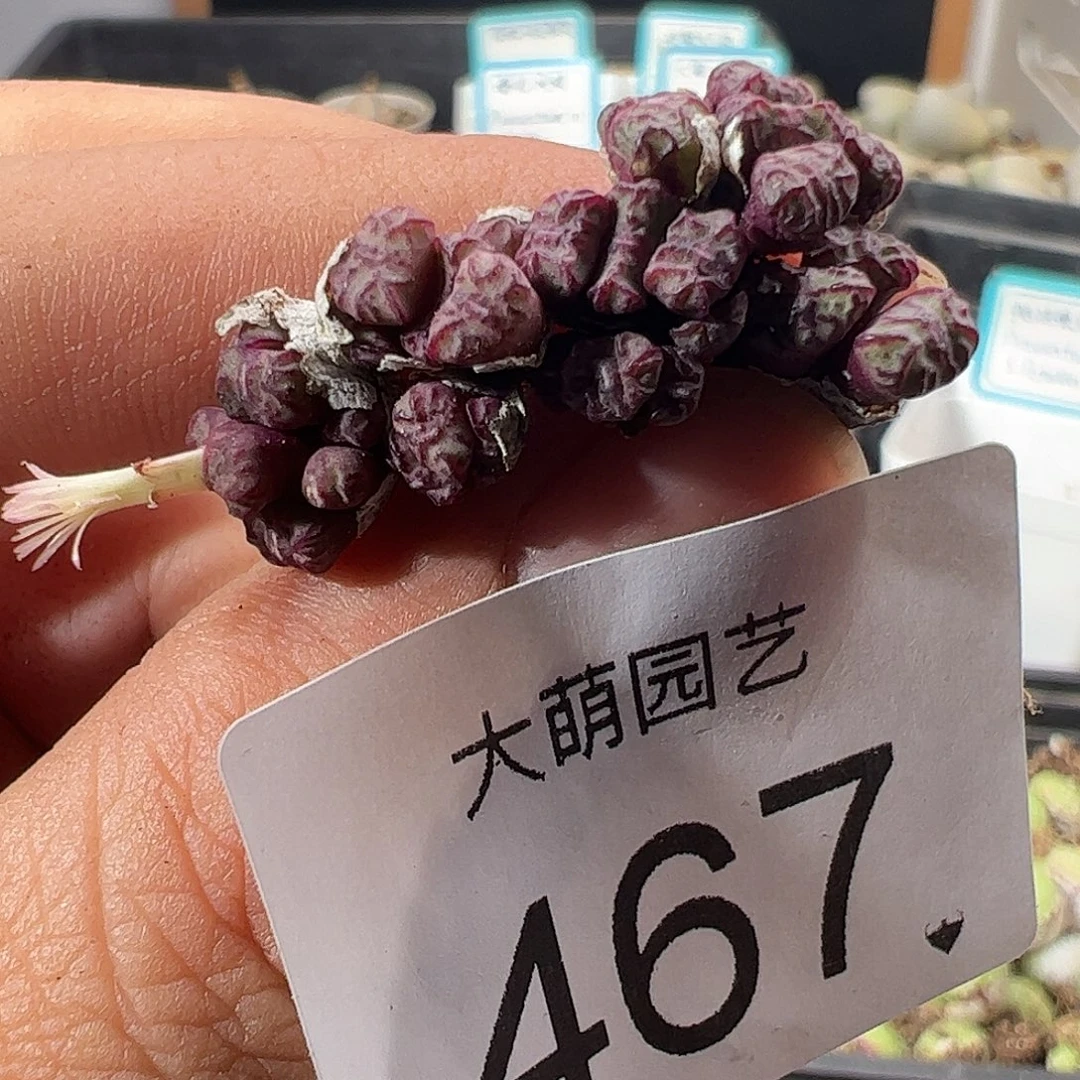 一物一拍。         467