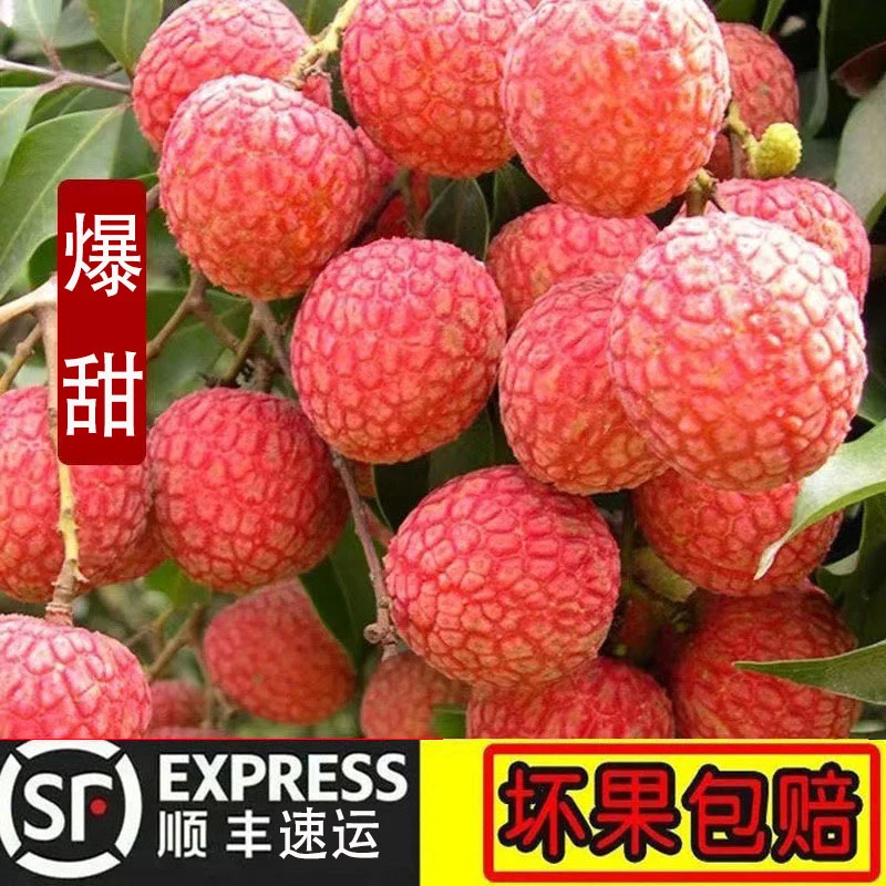 【顺丰快递】福建黑叶荔枝新鲜现摘现发老树乌叶荔枝当季水果整箱