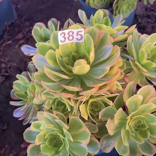 @***~多肉植物一个奶白