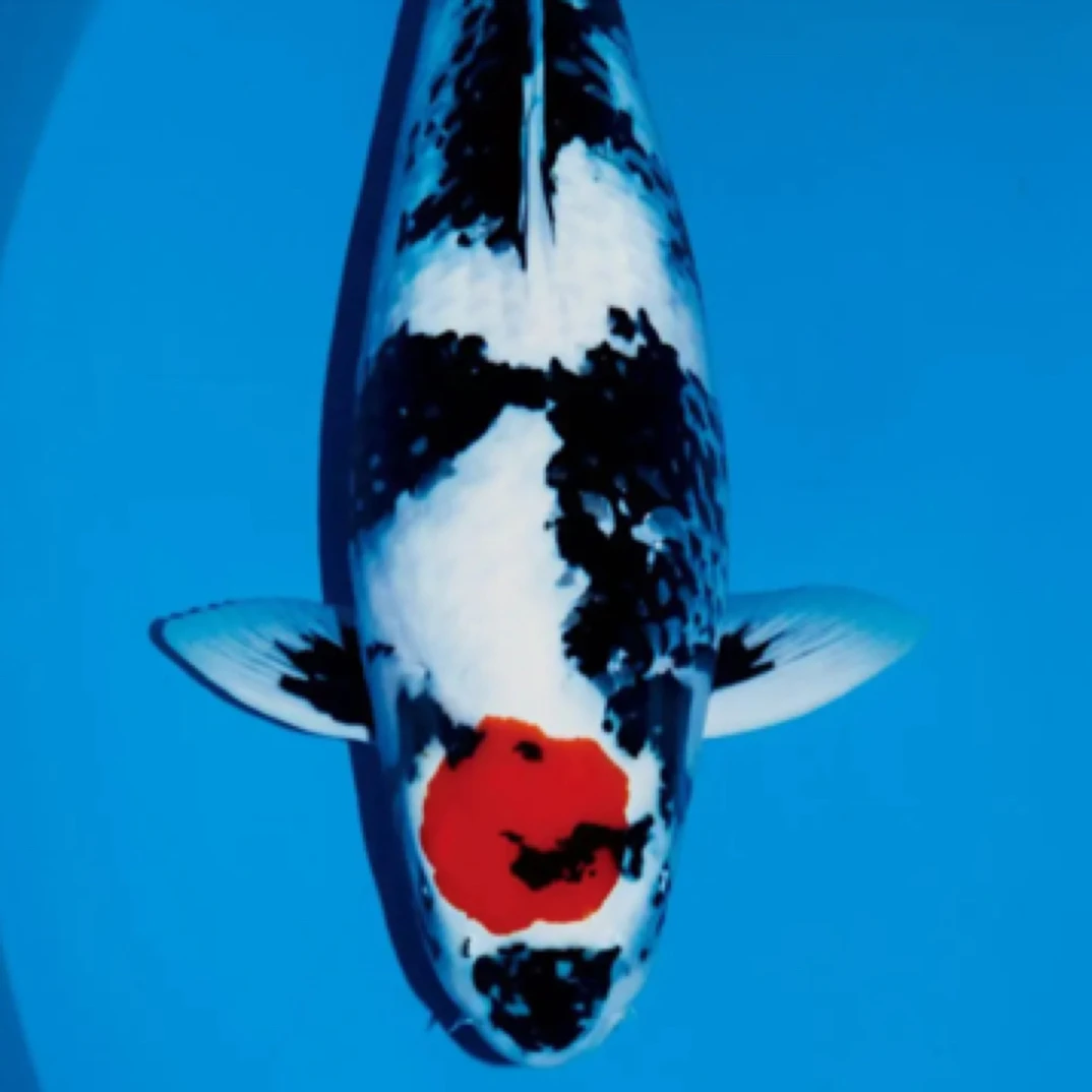 纯种高品质锦鲤多种花色冷水观赏鱼好养耐活适合家养