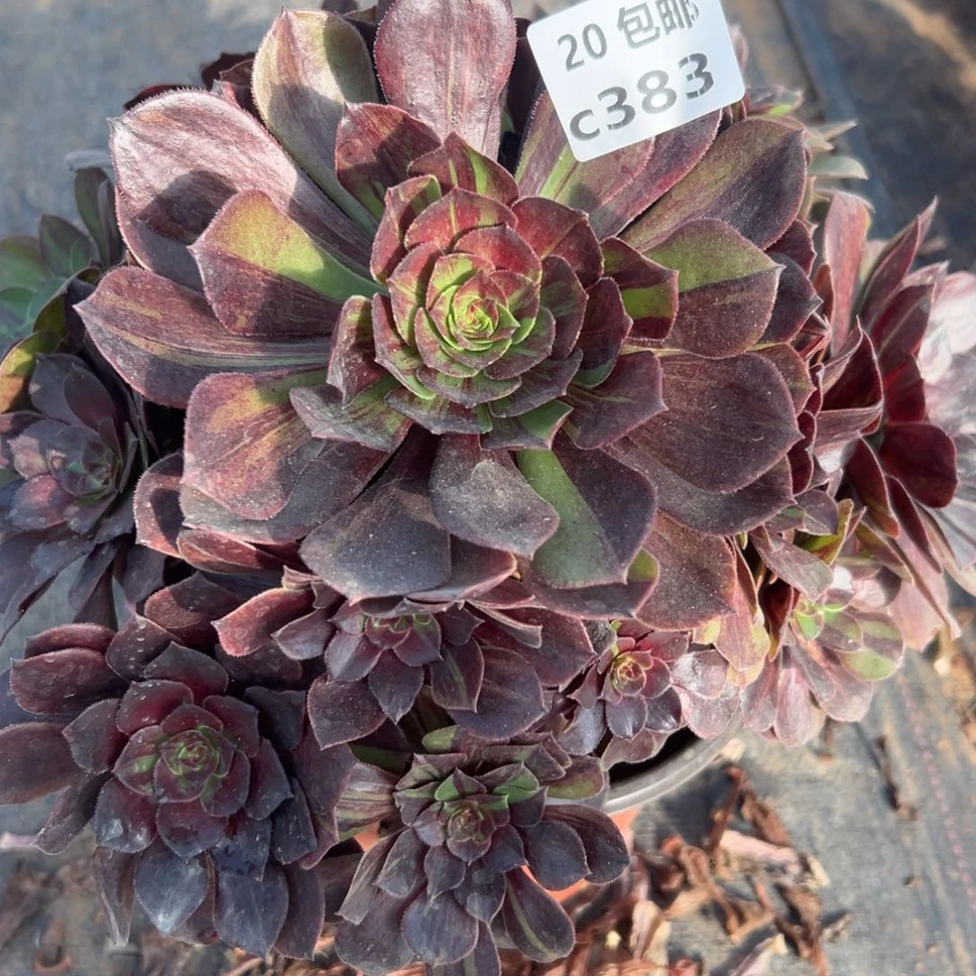 383花月夜，多肉法师