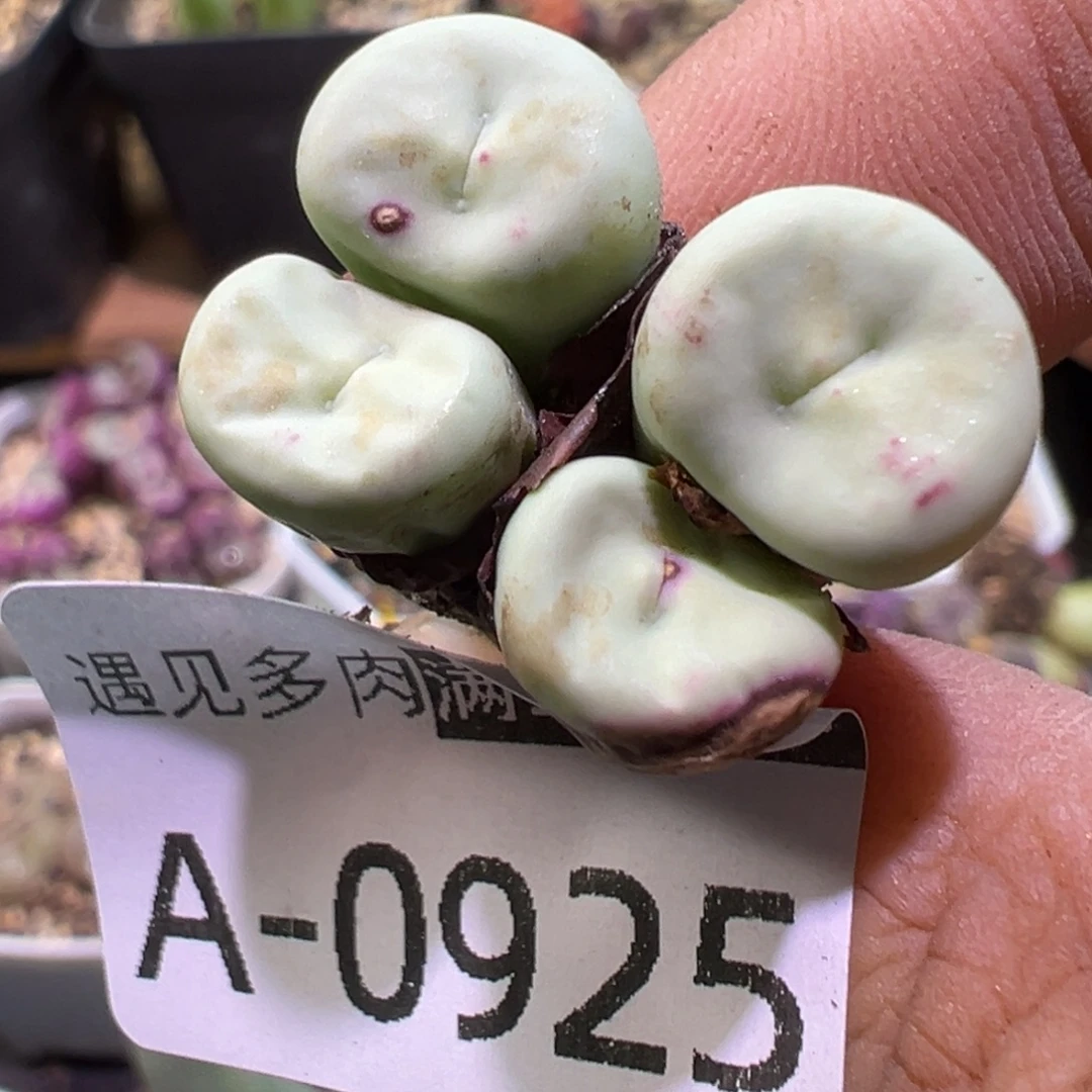 多肉植物111111111111111