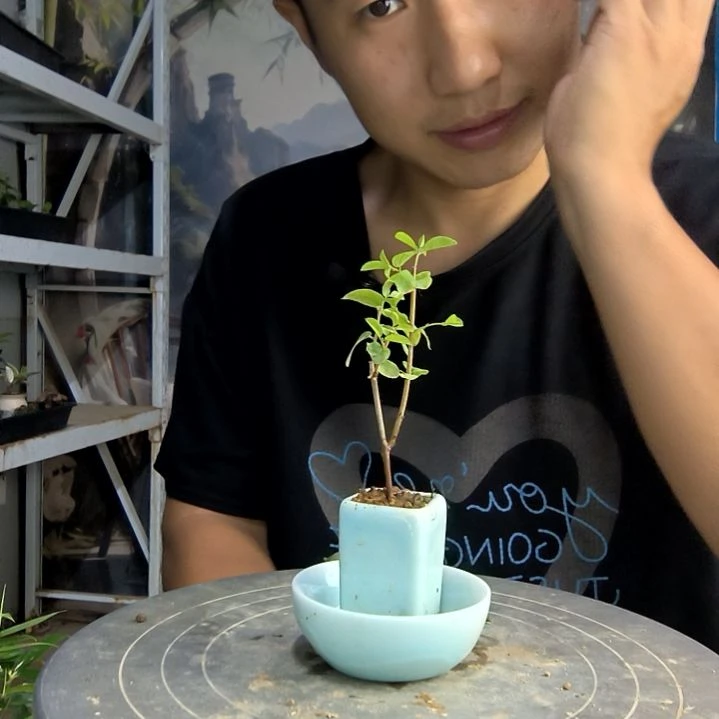 念**王中青园艺一物一拍69