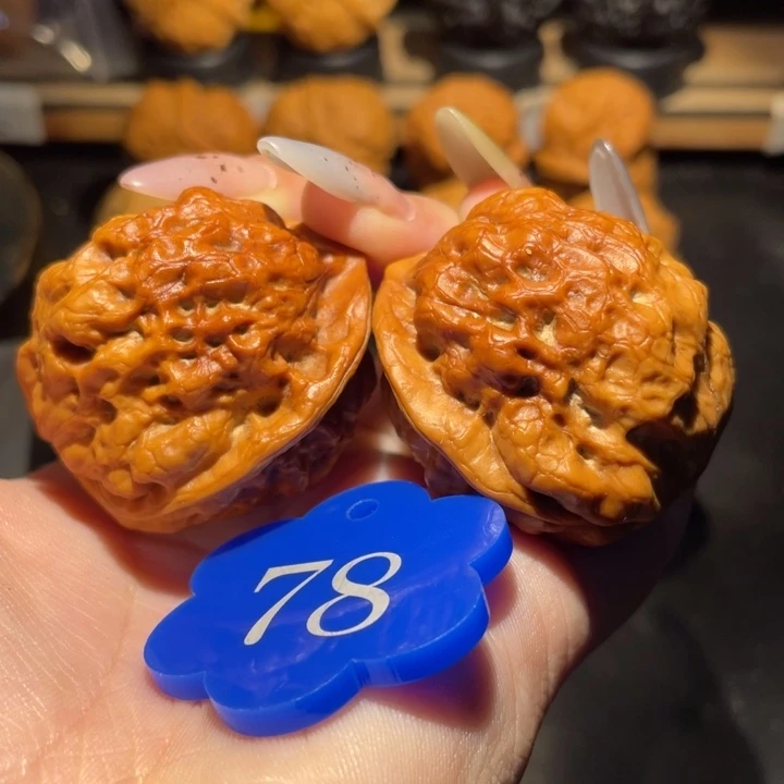 七彩血鹦鹉39尺寸核桃