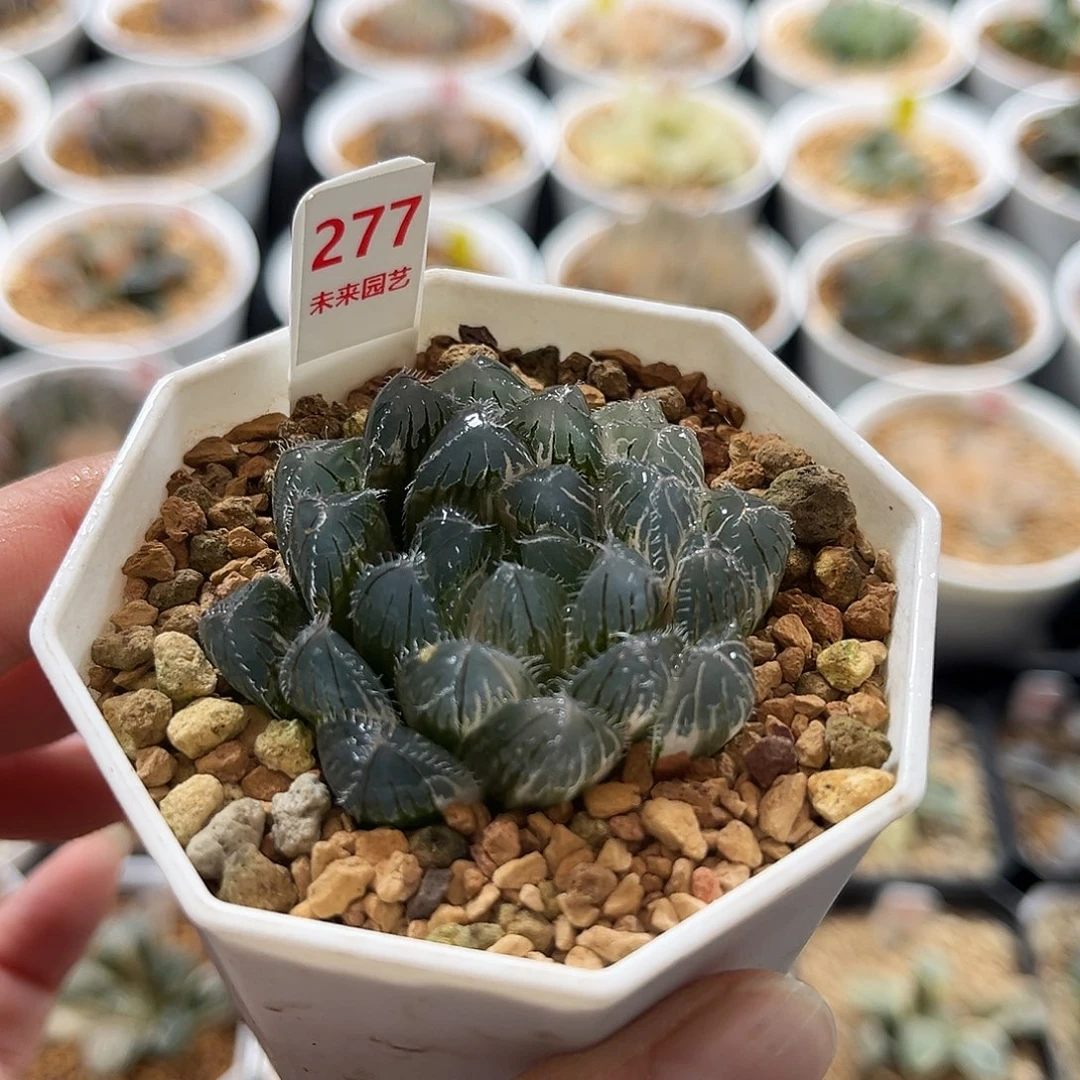 277赤线玉露锦一物一图