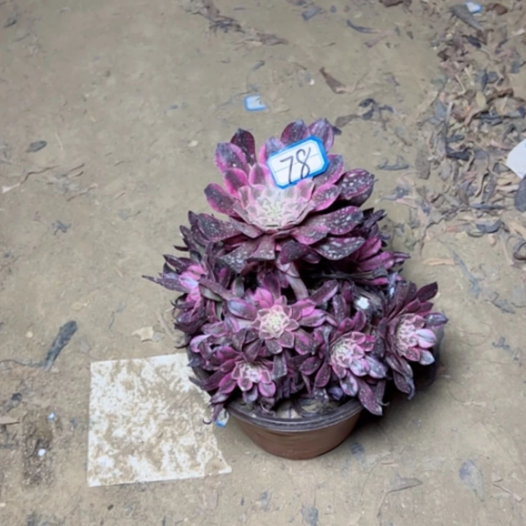 【闪购商品】快**迹多肉植物红铜白78