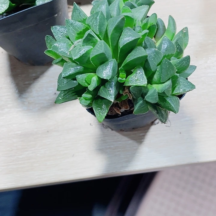 姬寿锦特价处理德