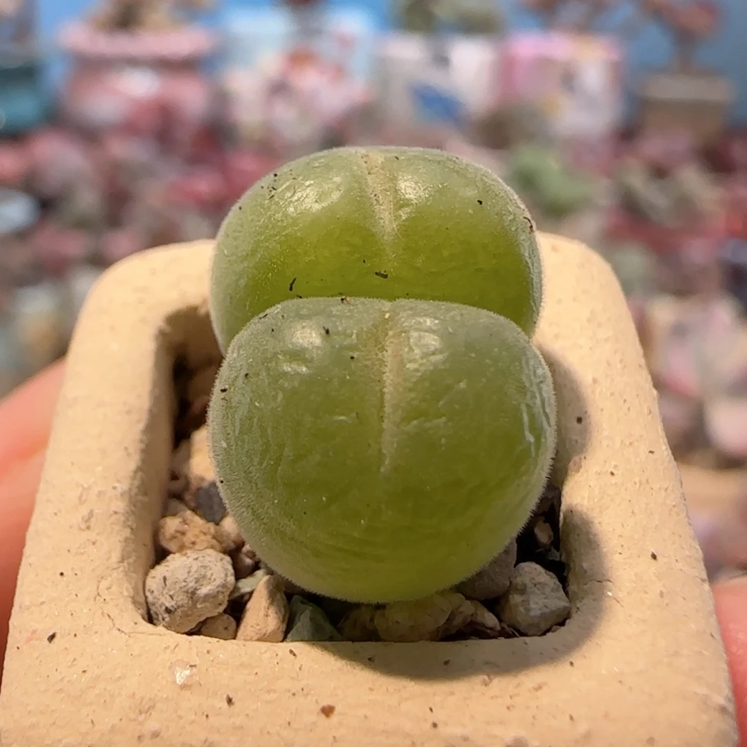 T可爱毛翠滴盆口1.5cm