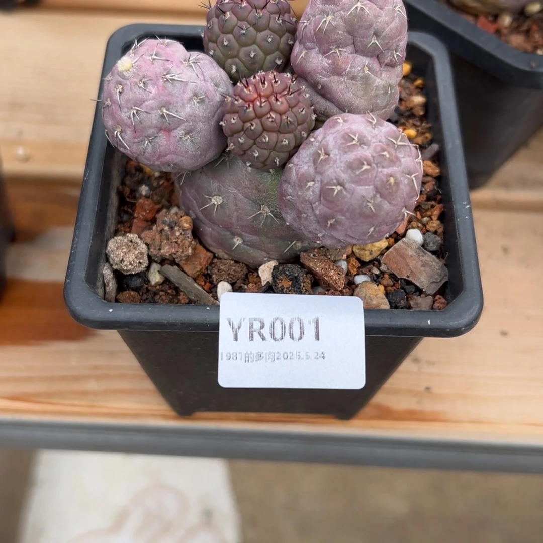 粗砂花盆臭****YR001已配已配