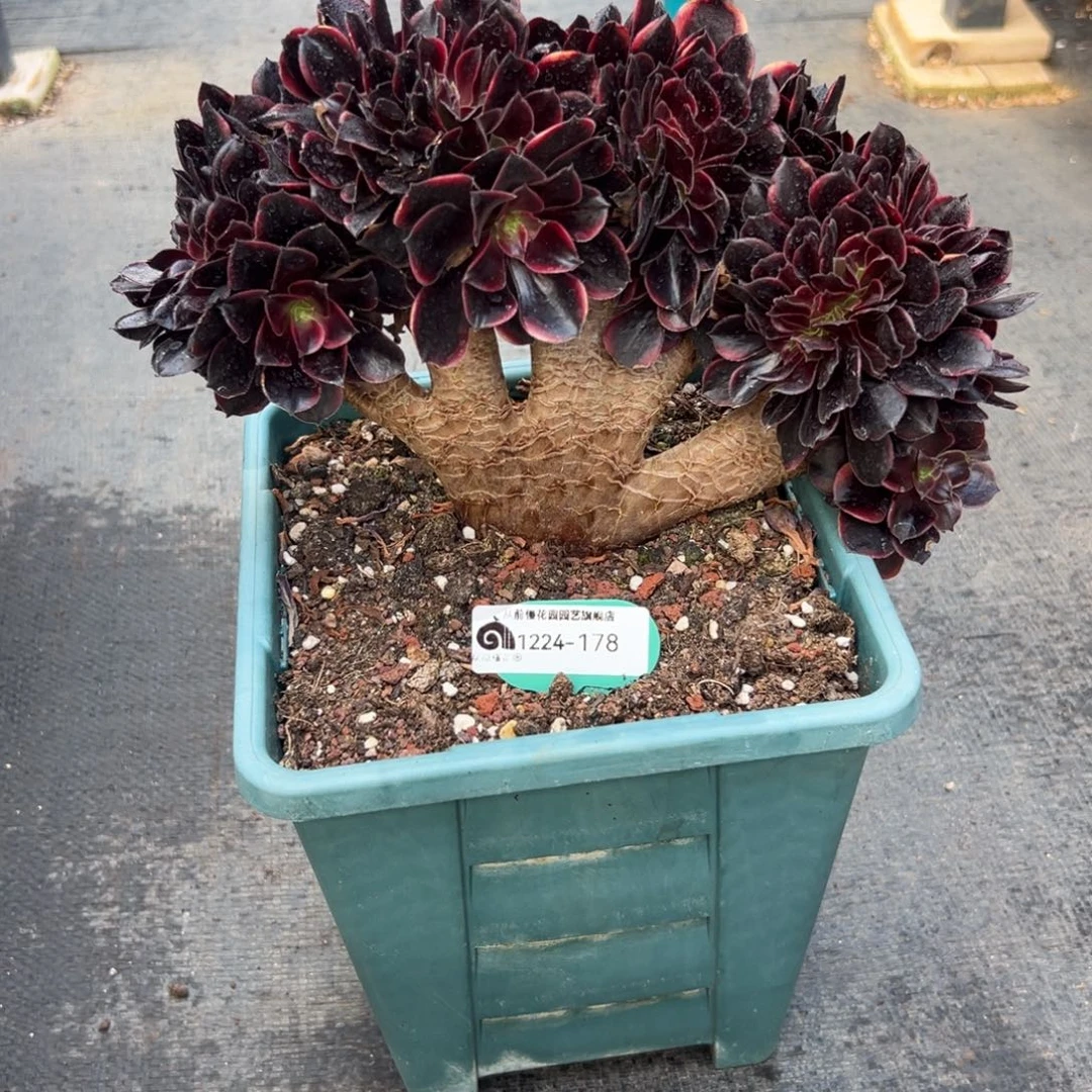 幽***兰从前慢花园多肉编号1224-178