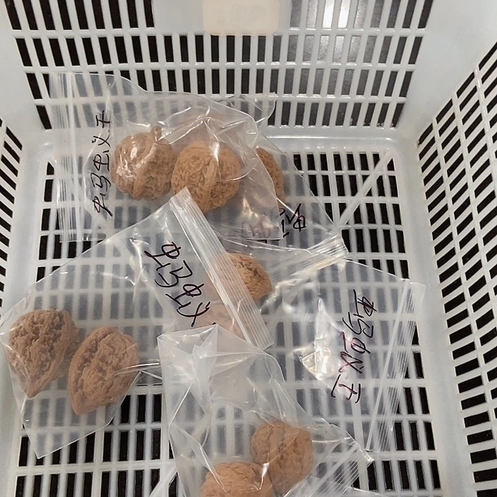 吊坠文玩核桃蚂蚁王