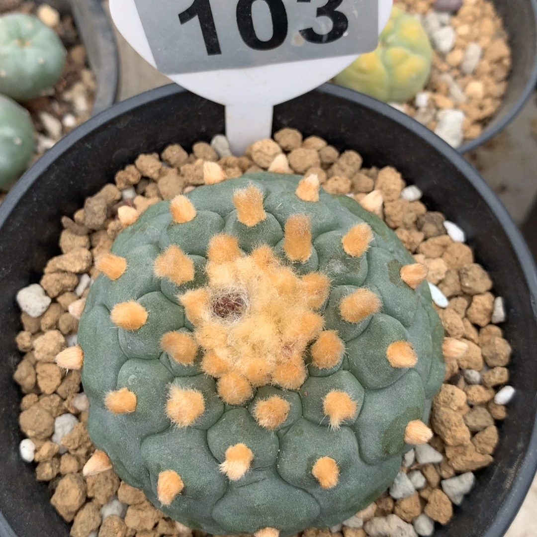 嘟*仙人球仙人球仙人球仙人球