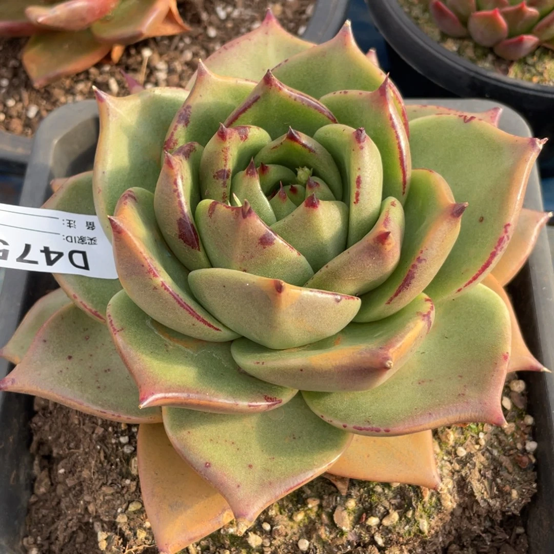 无花朵若如东云单拍D476