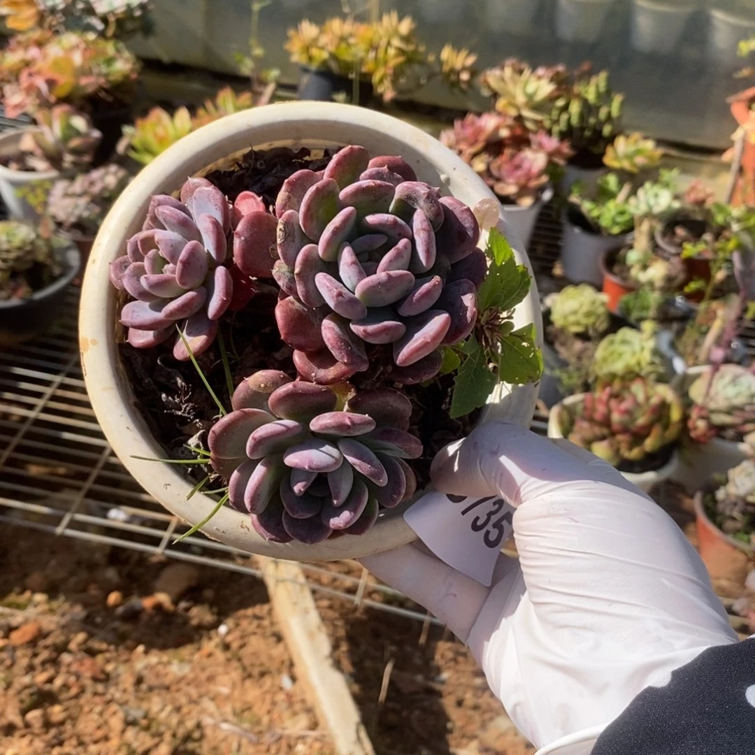 3735玛瑙老桩一物一拍