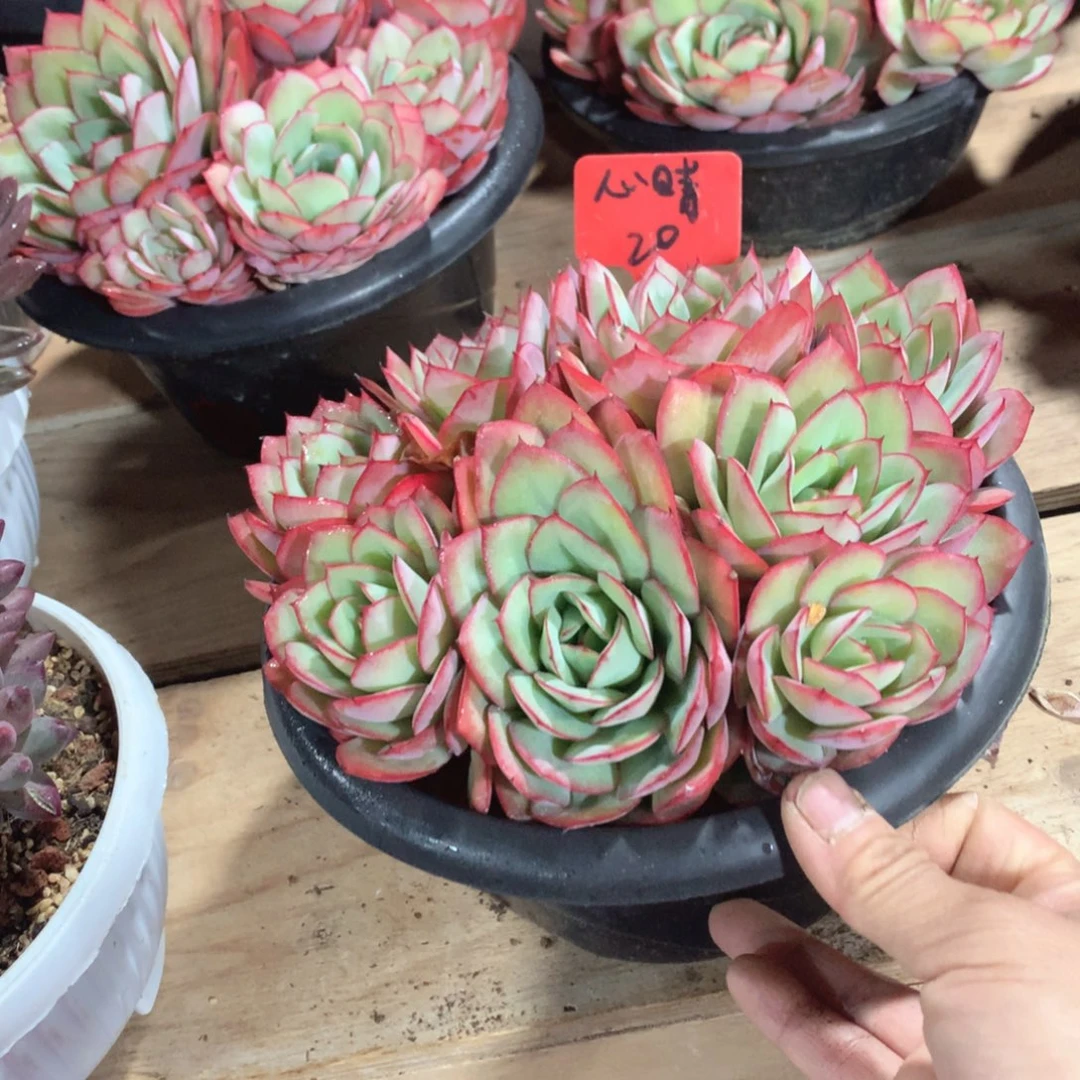 多肉植物20牡丹亭30