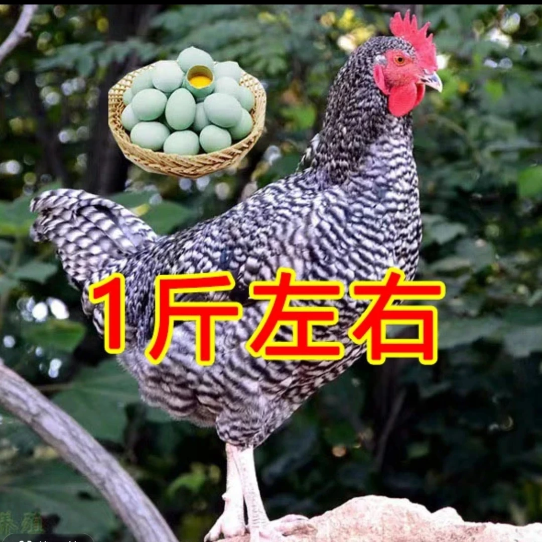 精选一斤芦花鸡精品青年鸡脱温宠物小鸡苗健康散养好鸡产蛋鸡