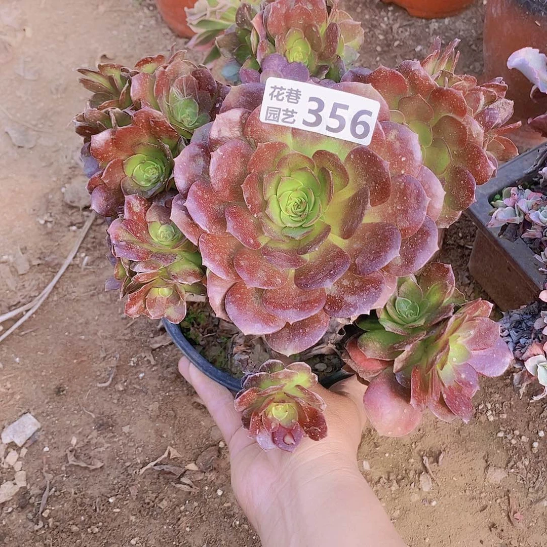 356 号一物一拍多肉植物