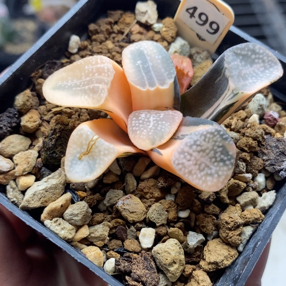 499糊斑点点寿锦一物一拍