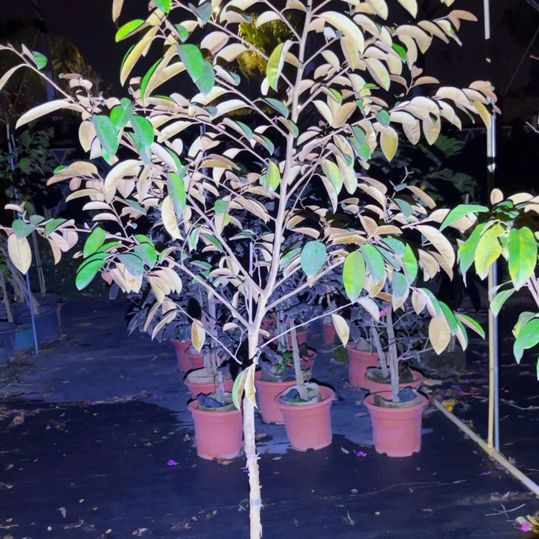 平***哥果苗。果苗。果苗。66666