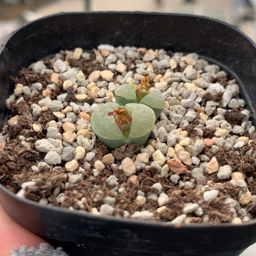 22005风铃母本一颗