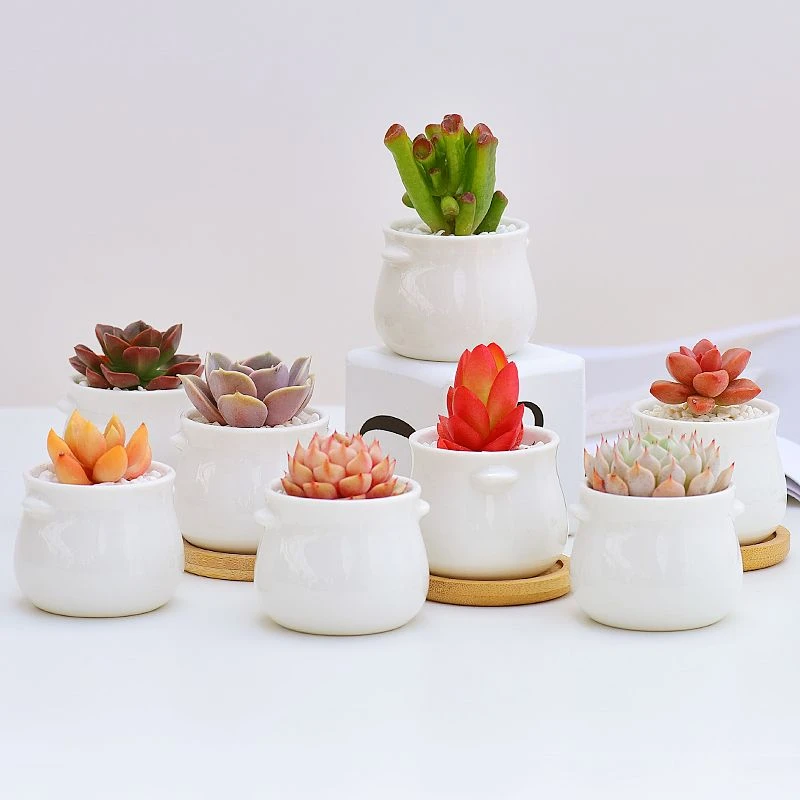 迷你多肉植物小白瓷盆萌肉肉花卉桌面盆栽室内阳台花卉绿植盆栽