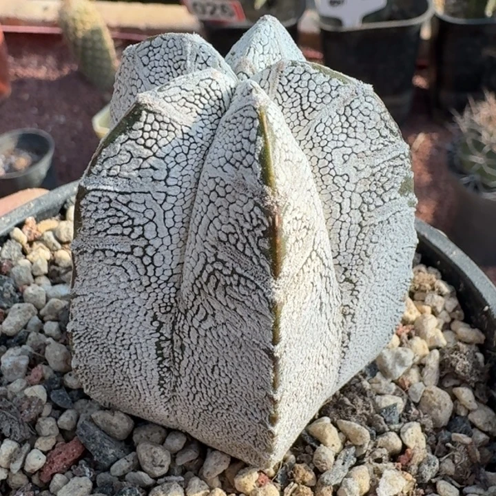 恩塚实生666666666