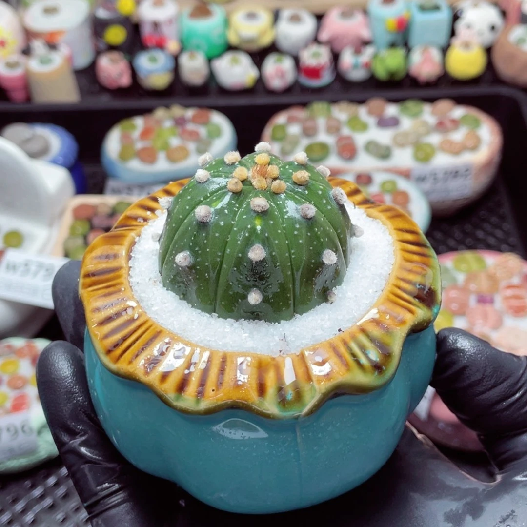 w5797--带盆土发货，零下地区拍保温箱