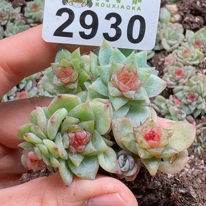 紫**林多肉植物多肉植物