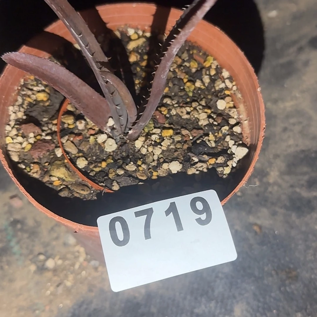 【闪购商品】旭*块根植物