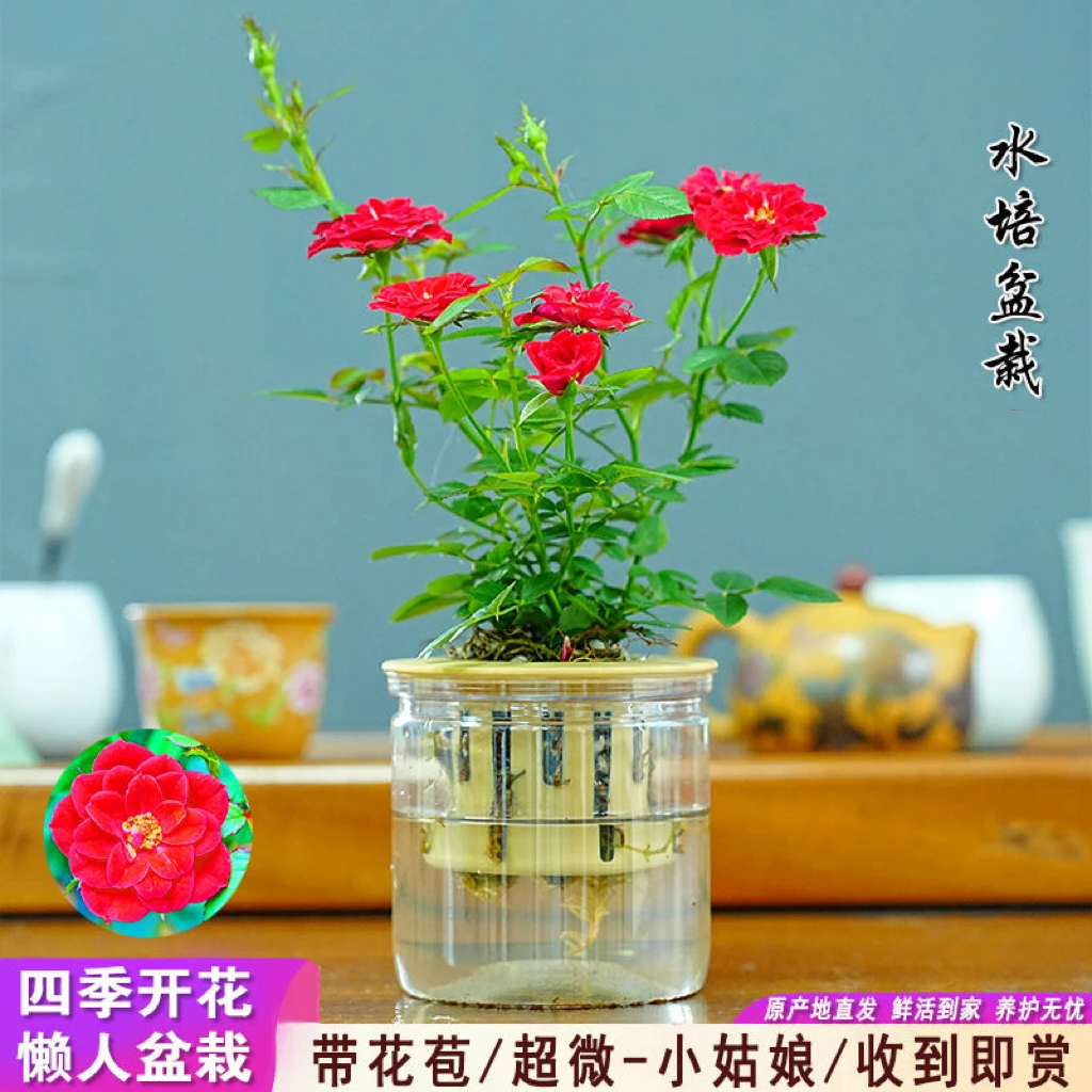 桌面小鲜花四季开花好养壮苗耐热抗寒水培植物室内懒人养不死月季