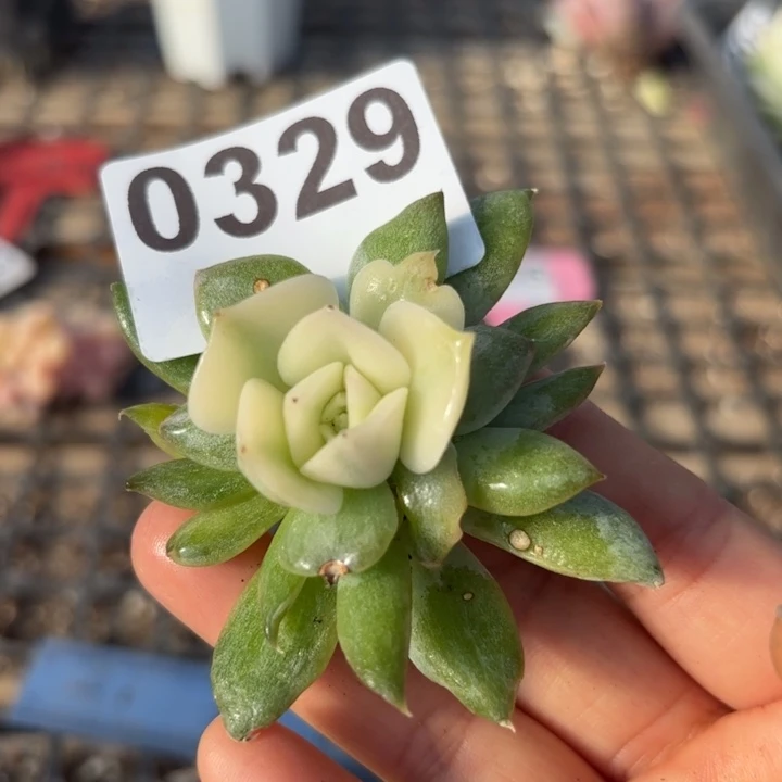 多肉植物头盖锦满18包邮当场凑单