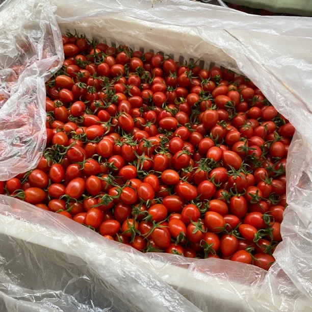 正宗釜山88小番茄玲珑酸甜可口 产地直发5斤装