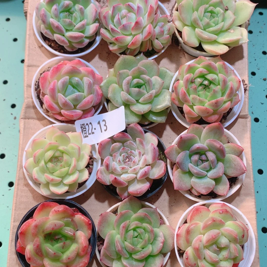 22-13一物一拍多肉带盆18颗