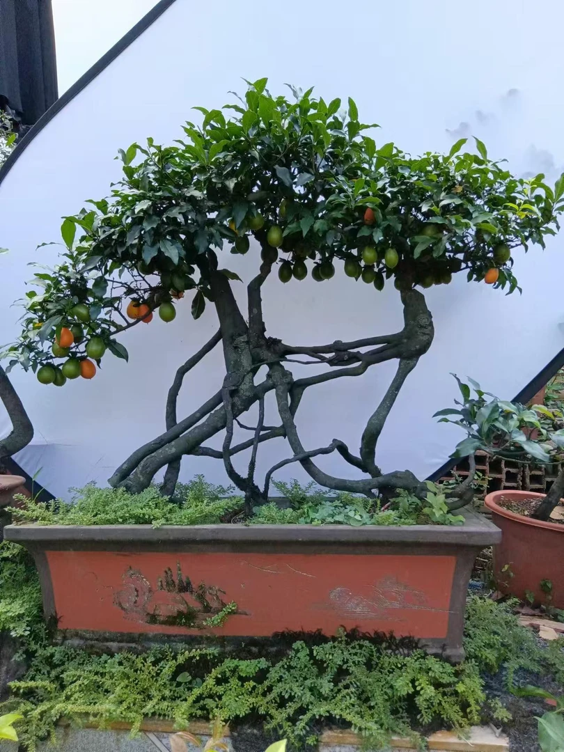 金弹子盆景素材 金弹子灌木老桩 直播间一物一拍