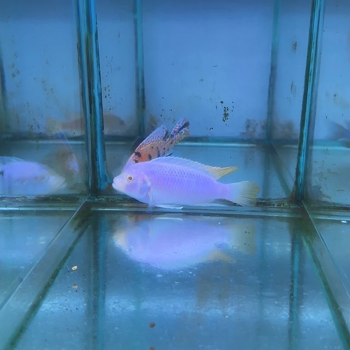 许***后慈鲷鱼29号111111111