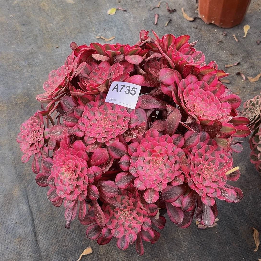 说***3无名法师多肉植物735