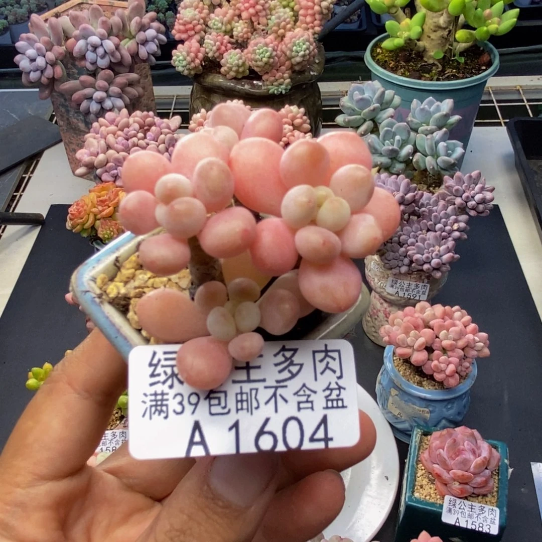 604鱼子酱多肉3c m